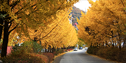 E-sung Road(Road to Holy Eden Church)